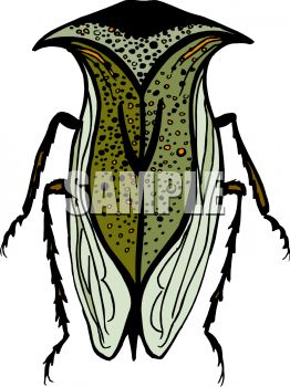 262x350 Strange Insect Or Bug With A Helmet Shaped Head And Wings