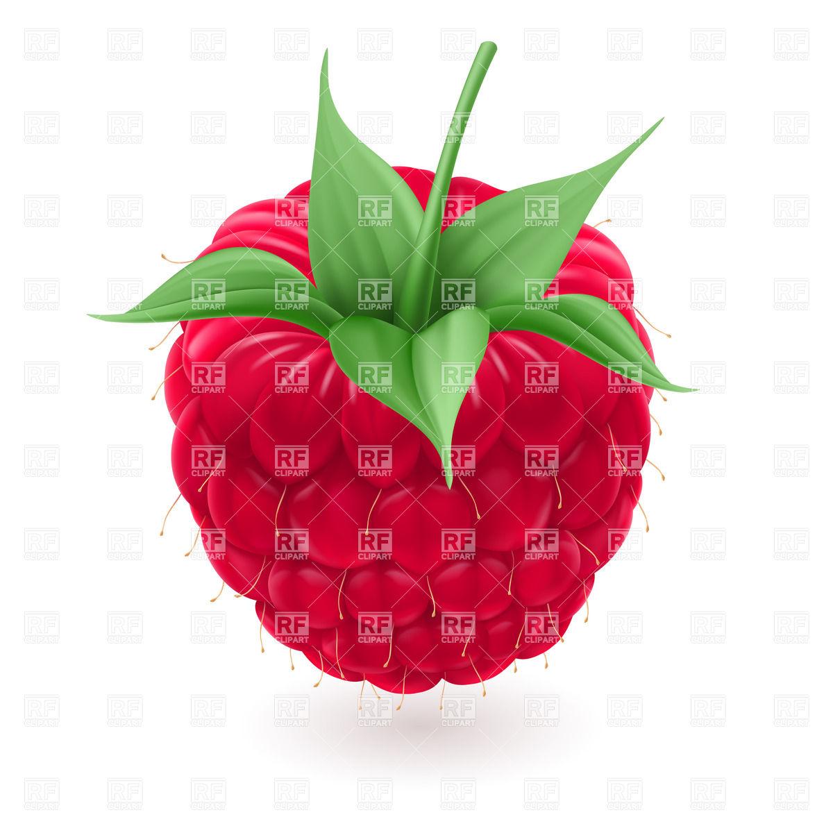 1200x1200 Rtflistic Red Raspberry Royalty Free Vector Clip Art Image