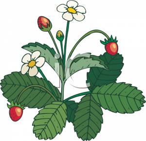 300x290 Clipart Picture A Strawberry Plant