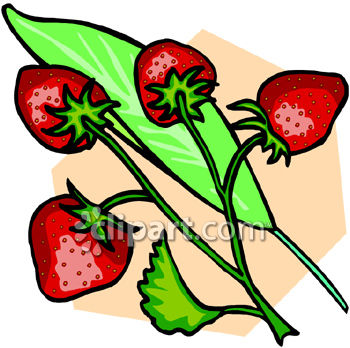 350x348 Strawberries Still Attached To The Plant