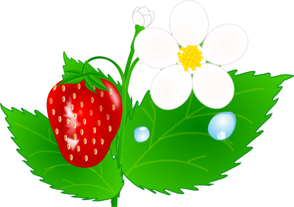 600x422 Strawberry Flower Jh Clip Art