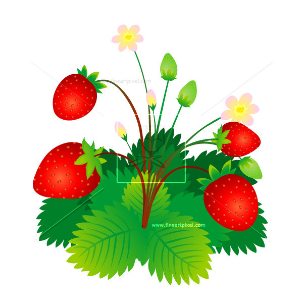 600x600 Strawberry Plant Free Vectors, Illustrations, Graphics, Clipart