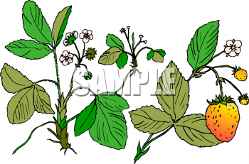 350x231 Unique Strawberry Plant