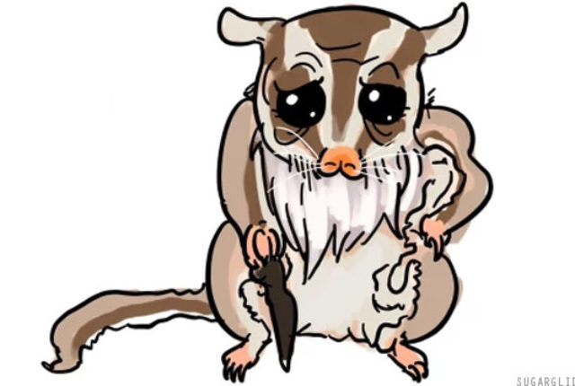 640x430 How To Pick Up A Sugar Glider Baby