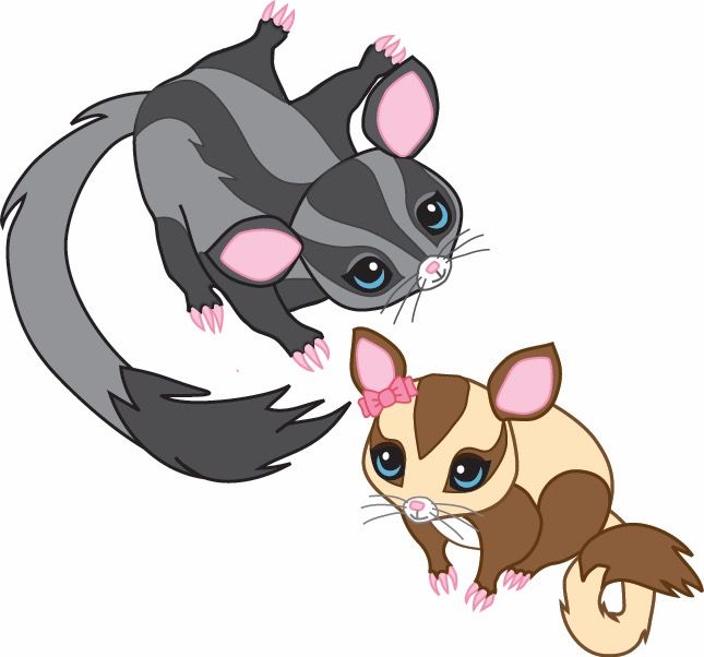 645x602 Pin By Brion D. On Sugar Gliders, My Little Babies