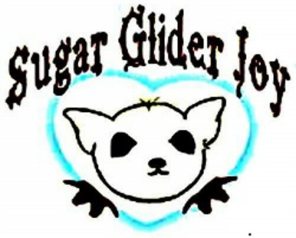 600x482 Sugar Glider Joy Online Store