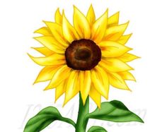 236x187 Sunflower Border Clip Art Sunflowers Clip Art Images Sunflowers