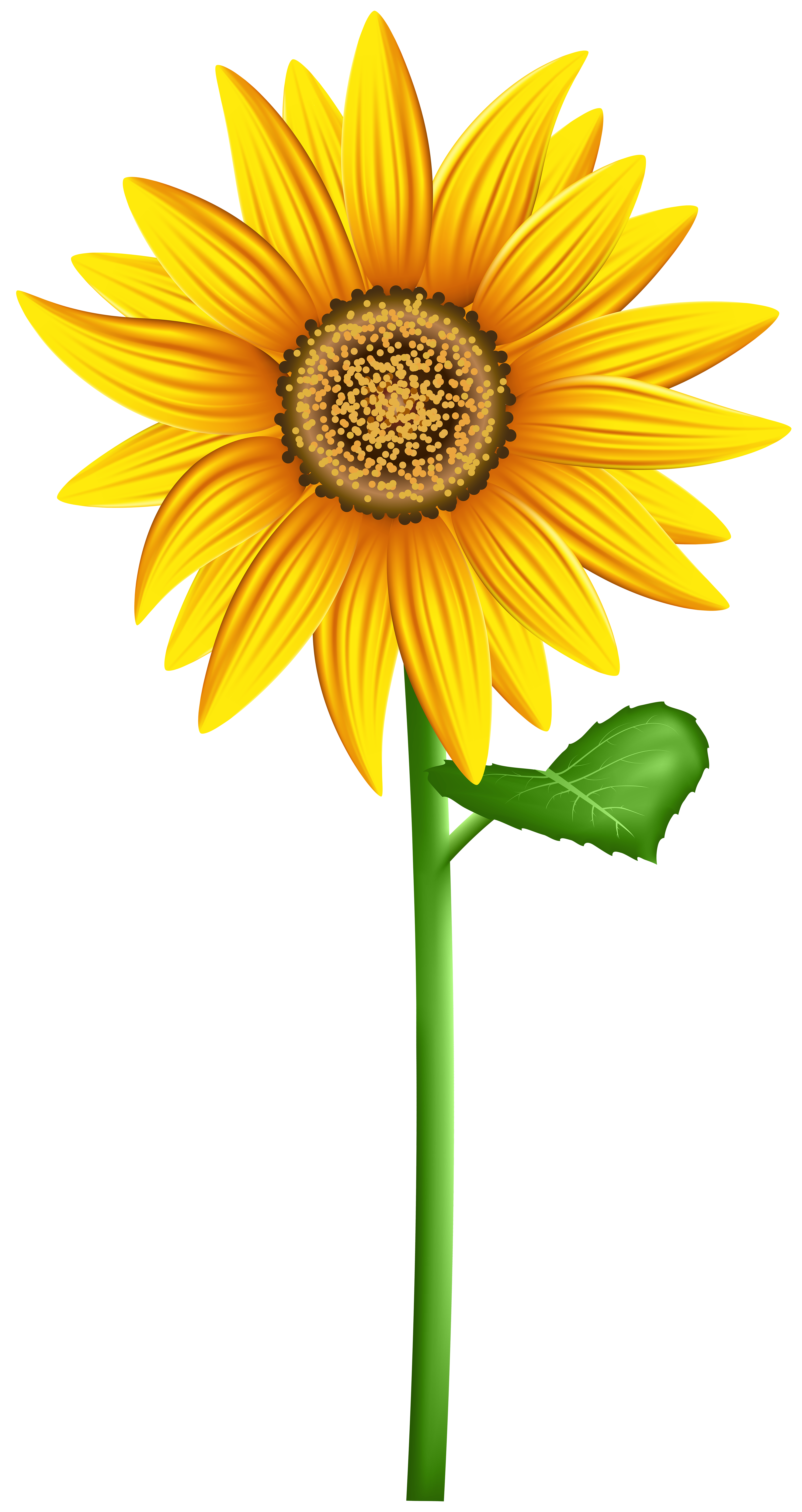 Sunflower Clipart at GetDrawings | Free download