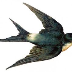 236x236 Vintage Bird Image