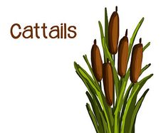 236x187 Watercolor Cattails Clipart, Digital Swamp Images, Southern