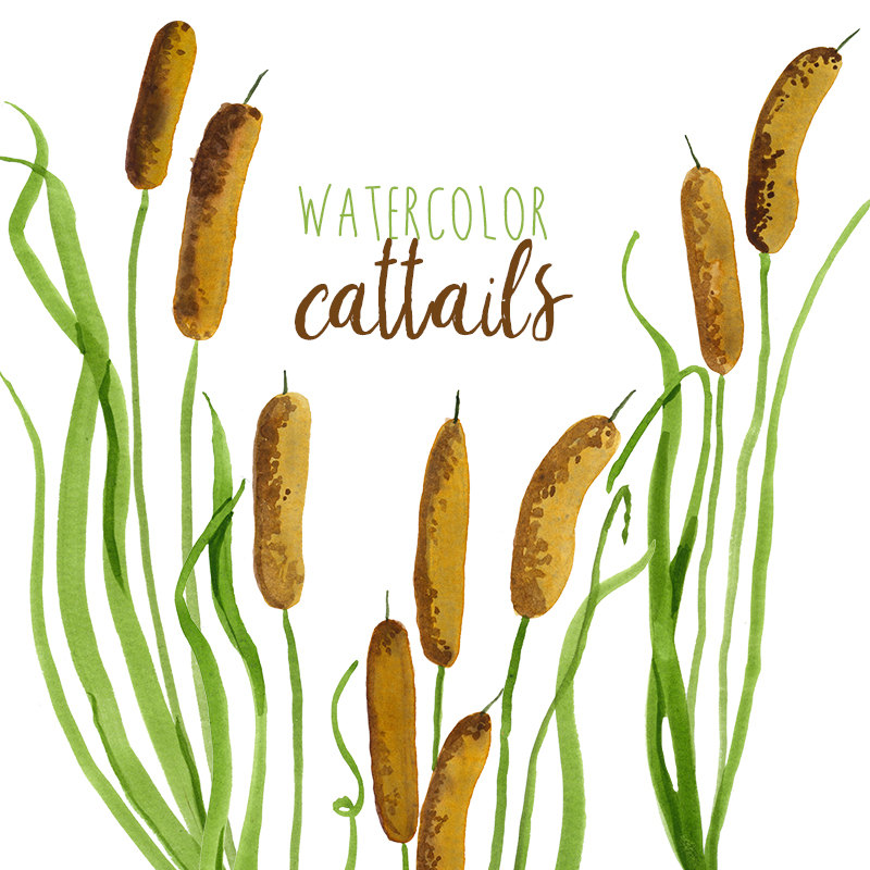 800x800 Watercolor Cattails Clipart Digital Swamp Images Southern