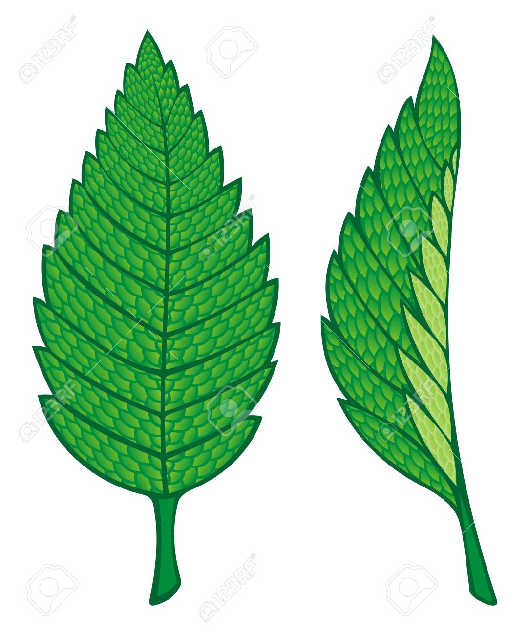 1083x1300 Clip Art Mint Leaf Clip Art
