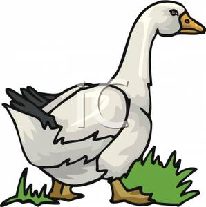 298x300 Clip Art Image A Walking Swan