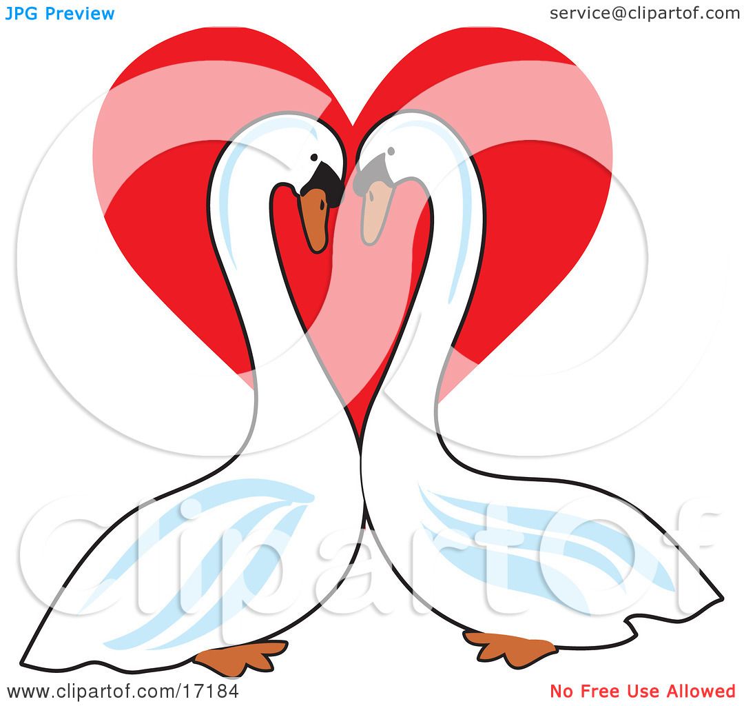 1080x1024 Pair Mute Swans Face To Face, Gazingt Eachother In Front