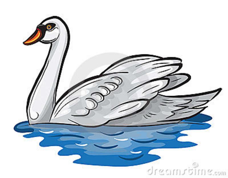 800x624 Swan Bird Clipart