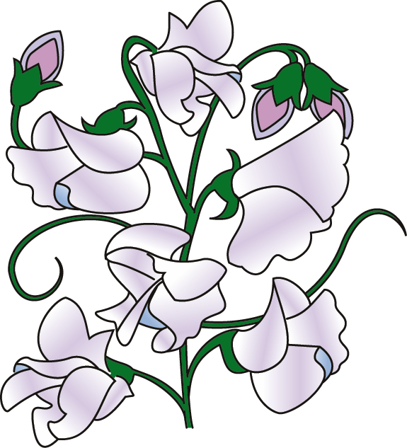 575x633 Sweet Pea Flower Clip Art Clipart Panda