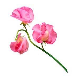 300x300 Sweet Pea Flower Clip Art