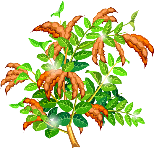 521x501 Sweet Pea Leaf Clip Art