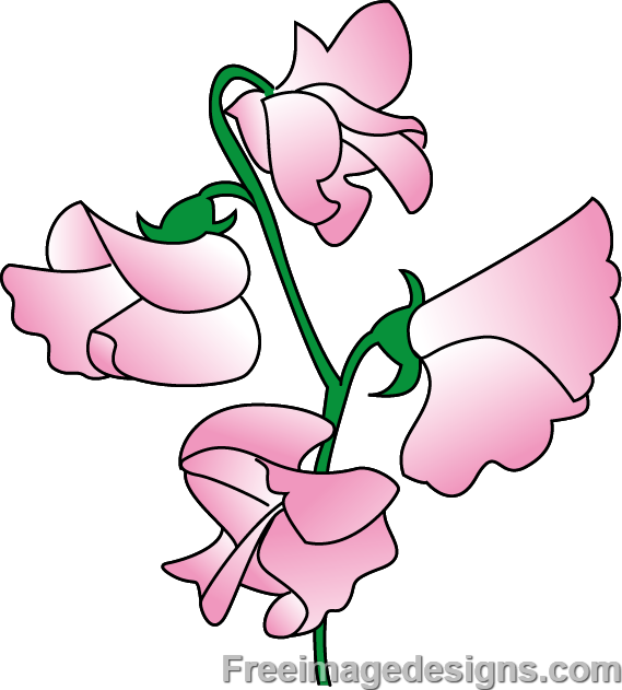569x631 Sweetpea Flowers Image Design Download Free Image Tattoo Designs