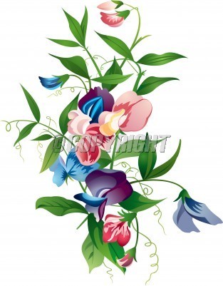 313x401 Sweet Pea Flower Stock Image Clipart Panda