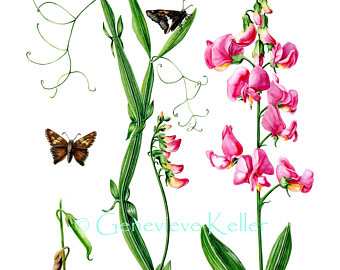 340x270 Butterfly Pea Art Etsy