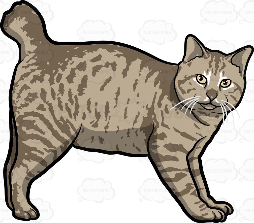1024x899 An American Bobtail Pet Cat American Bobtail, Bobtail Cat And Cat