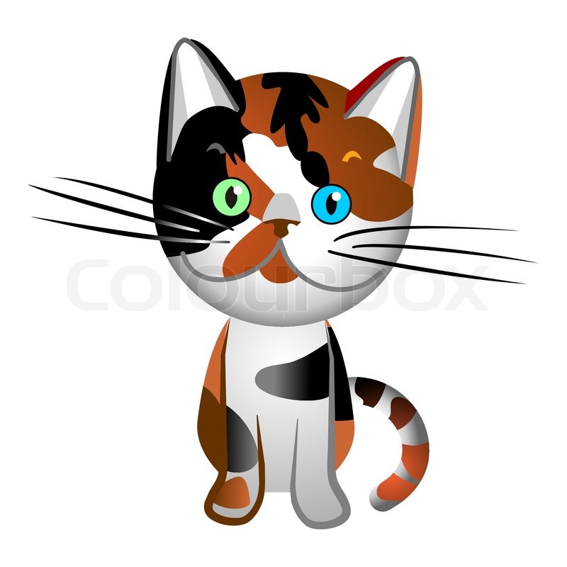 800x800 British Cat Tortoiseshell, Red And The Black Color, With Multi