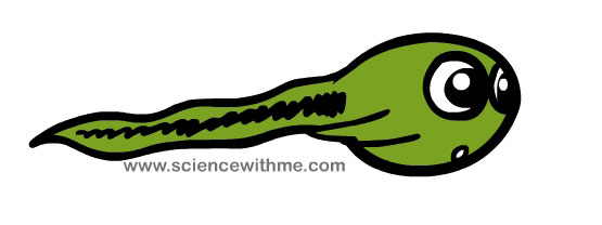 555x208 Tadpole Clipart Leg Clipart