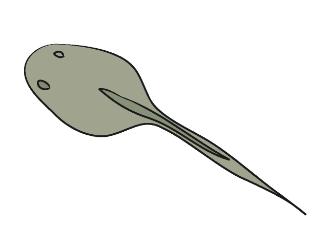 640x480 Tadpoles Clip Art Animals Illustration Free Material