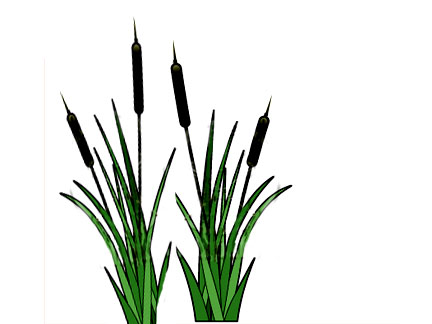 432x324 Clipart Of Cattails Cat Tails Clipground