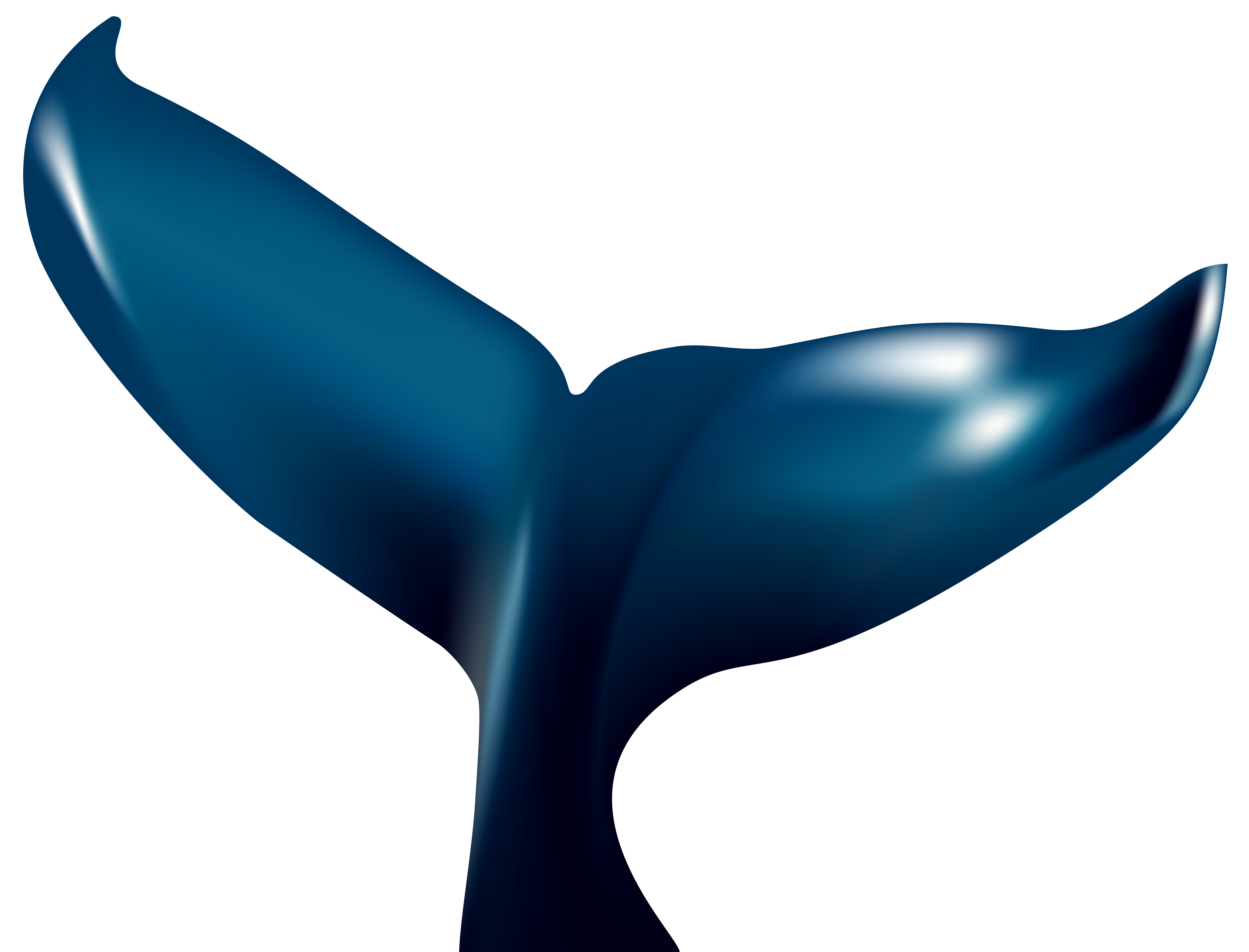 8000x6099 Collection Of Whale Tail Clipart High Quality, Free Cliparts