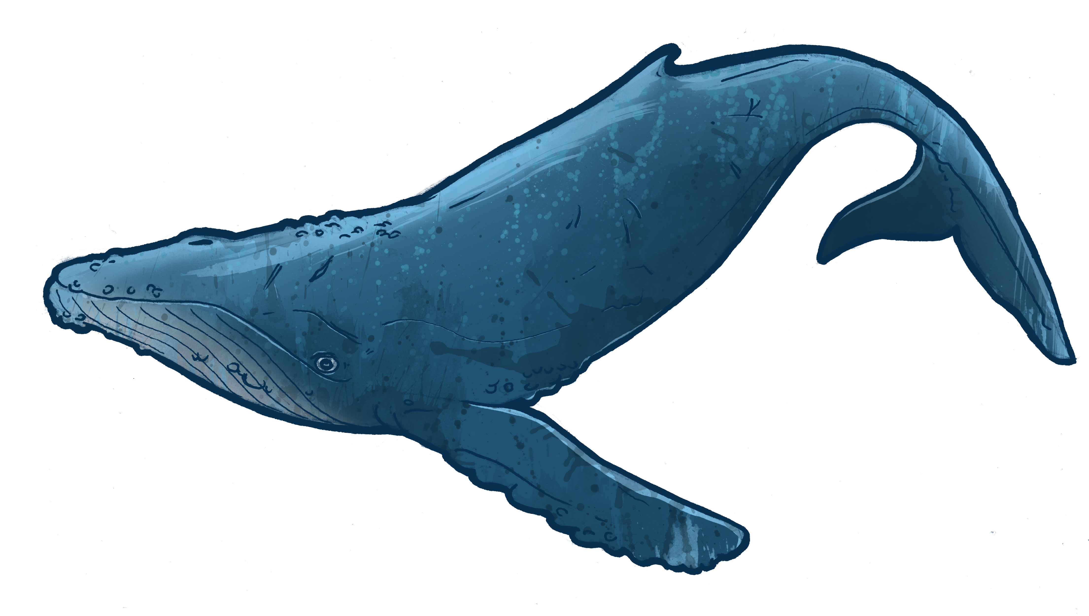 4420x2502 Beluga Clipart Blue Whale