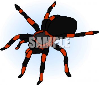 350x300 Red And Black Tarantula