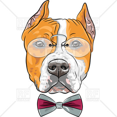 400x400 American Staffordshire Terrier In Pince Nez And Bow Tie Royalty