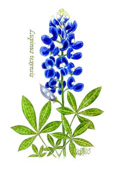236x350 Bluebonnet Clip Art Amp Look At Bluebonnet Clip Art Clip Art Images