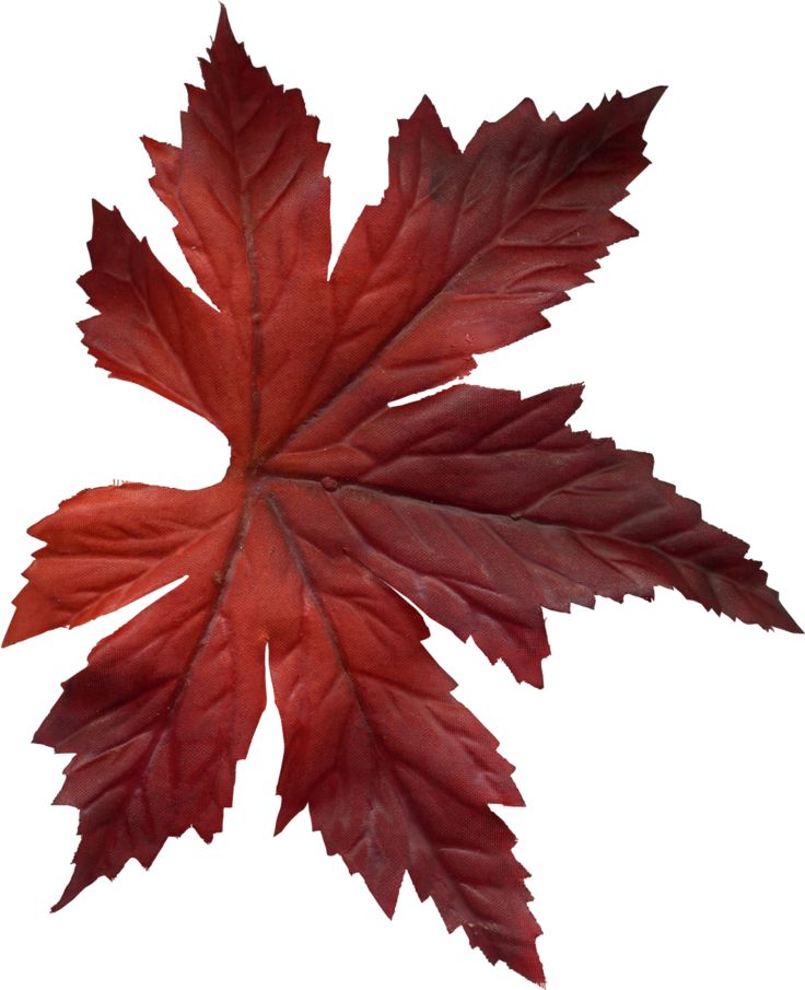 736x905 15 Best Clip Leaves Images On Autumn