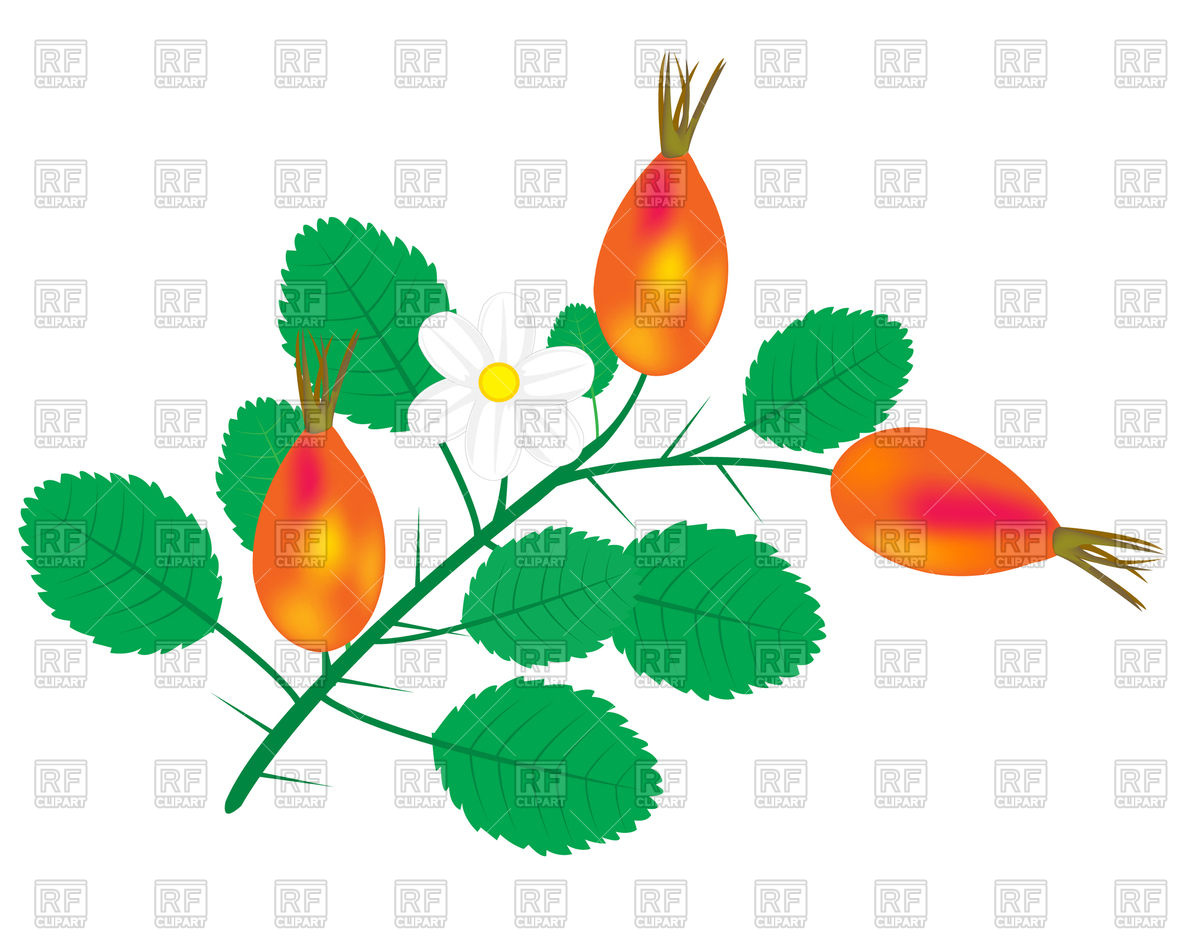 1200x943 Branch Of Wild Rose Royalty Free Vector Clip Art Image