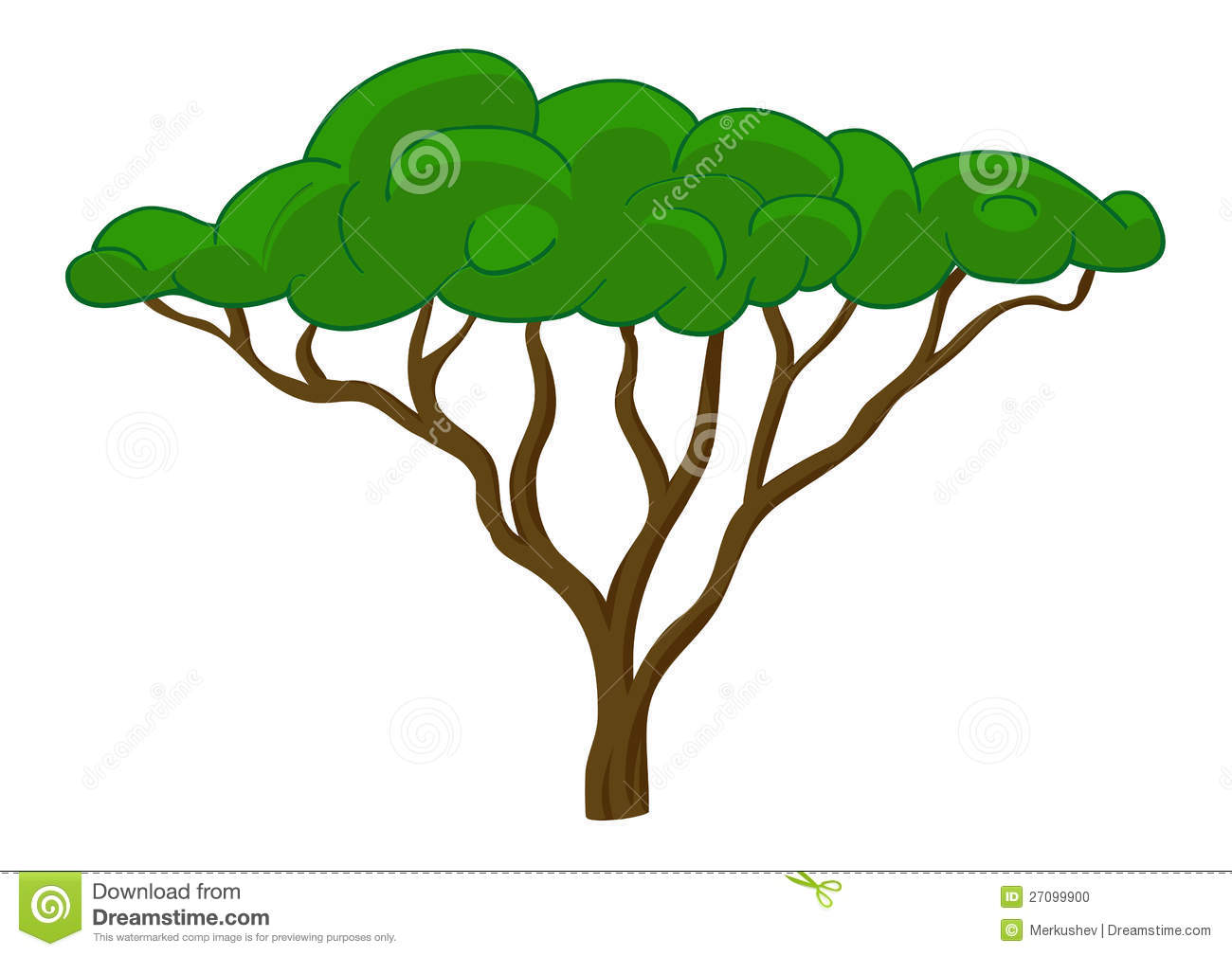 1300x1009 Collection Of Umbrella Thorn Acacia Drawing High Quality