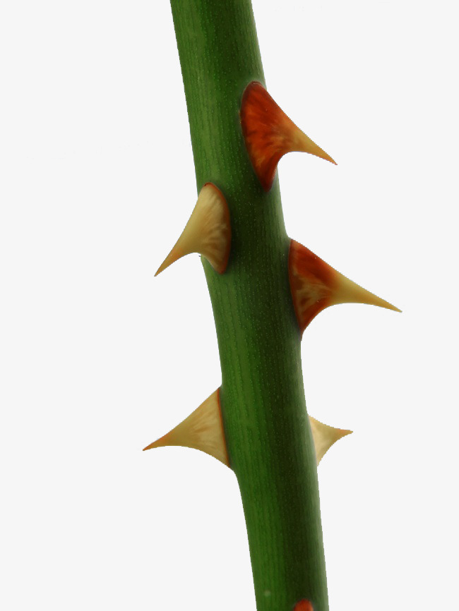 650x866 Rose Thorn Trail, Thorn, Flower Diameter, Plant Png Image