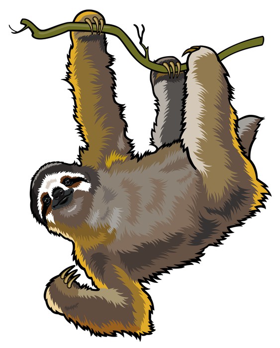 563x700 Three Toed Sloth Wall Mural We Live To Change
