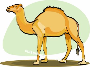 350x262 Camels Clipart Manger Free Collection Download And Share Camels