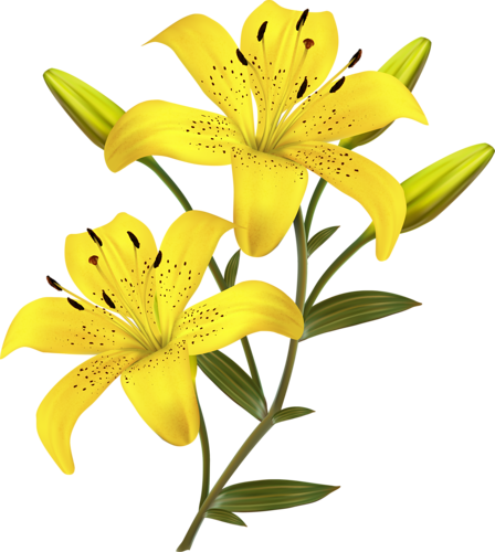 Tiger Lily Clipart at GetDrawings | Free download
