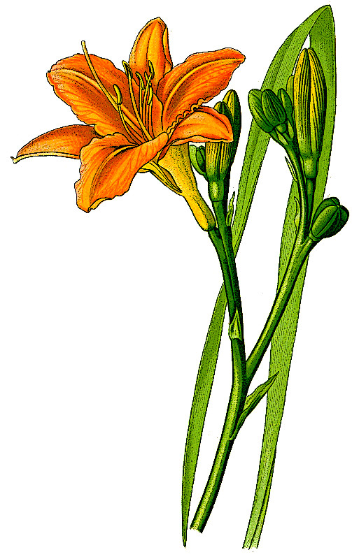 503x800 Hemerocallis Daylily Clipart