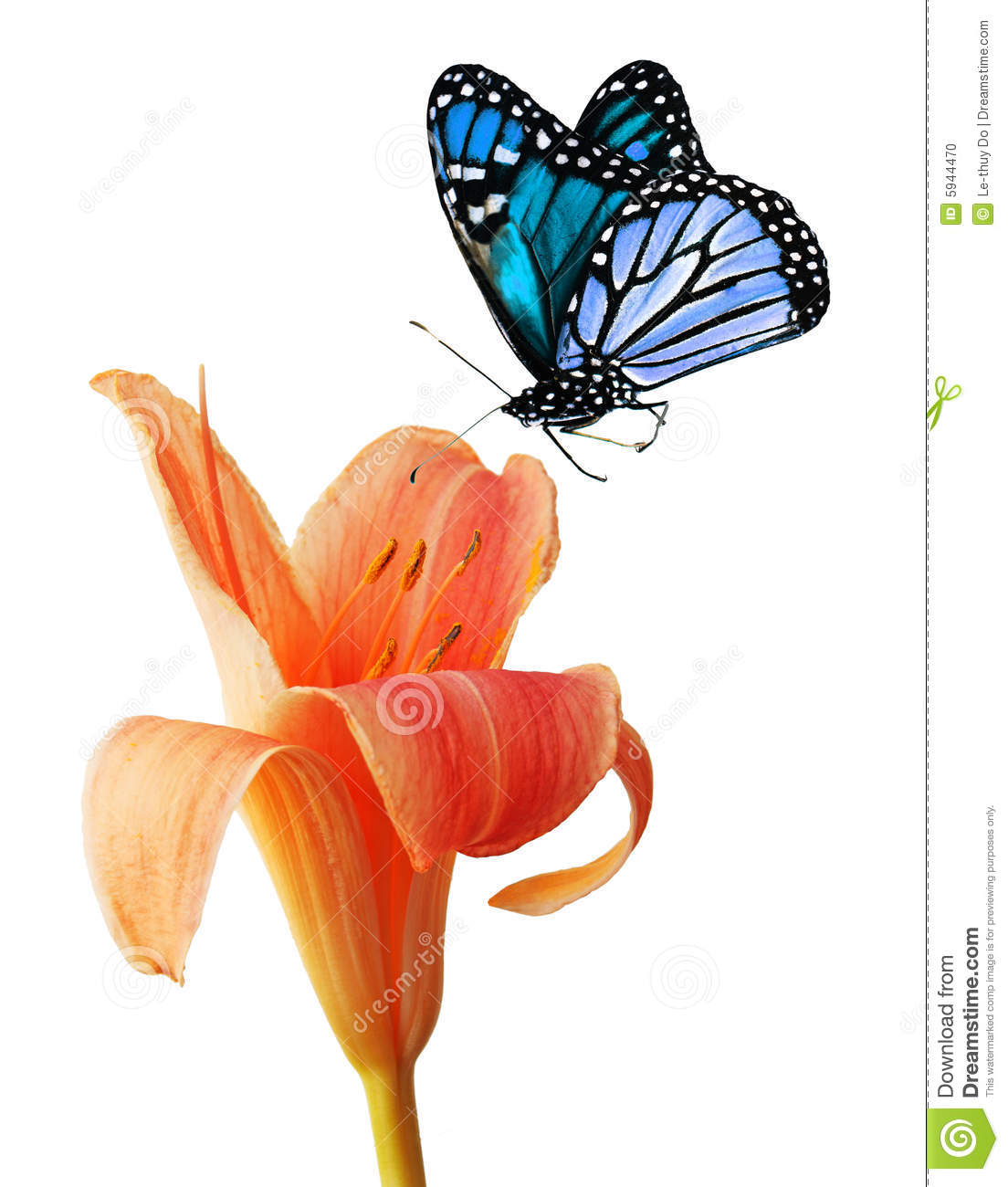 1104x1300 Lily Clipart Daylily