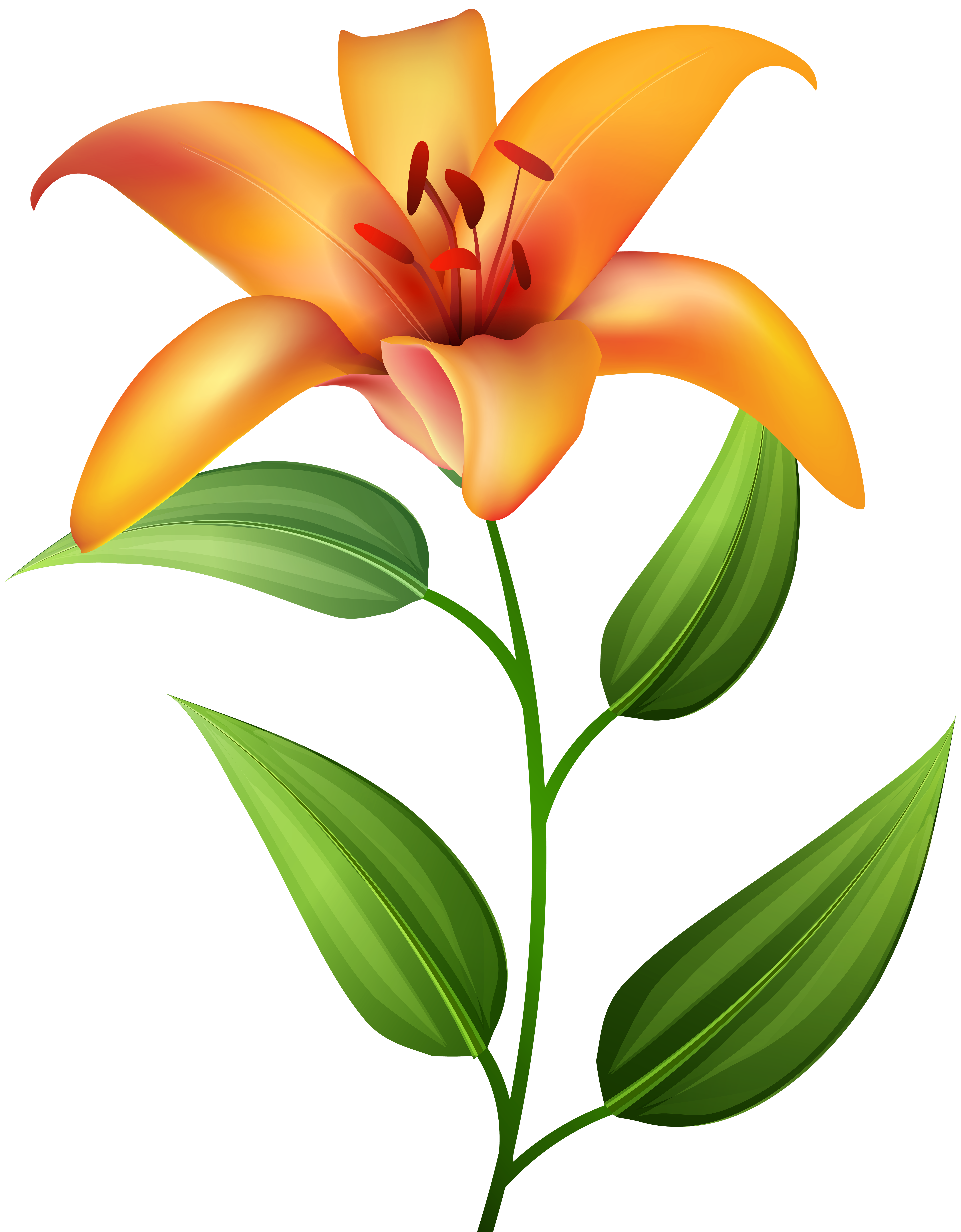 6243x8000 Orange Lilium Transparent Clip Artu200b Gallery Yopriceville