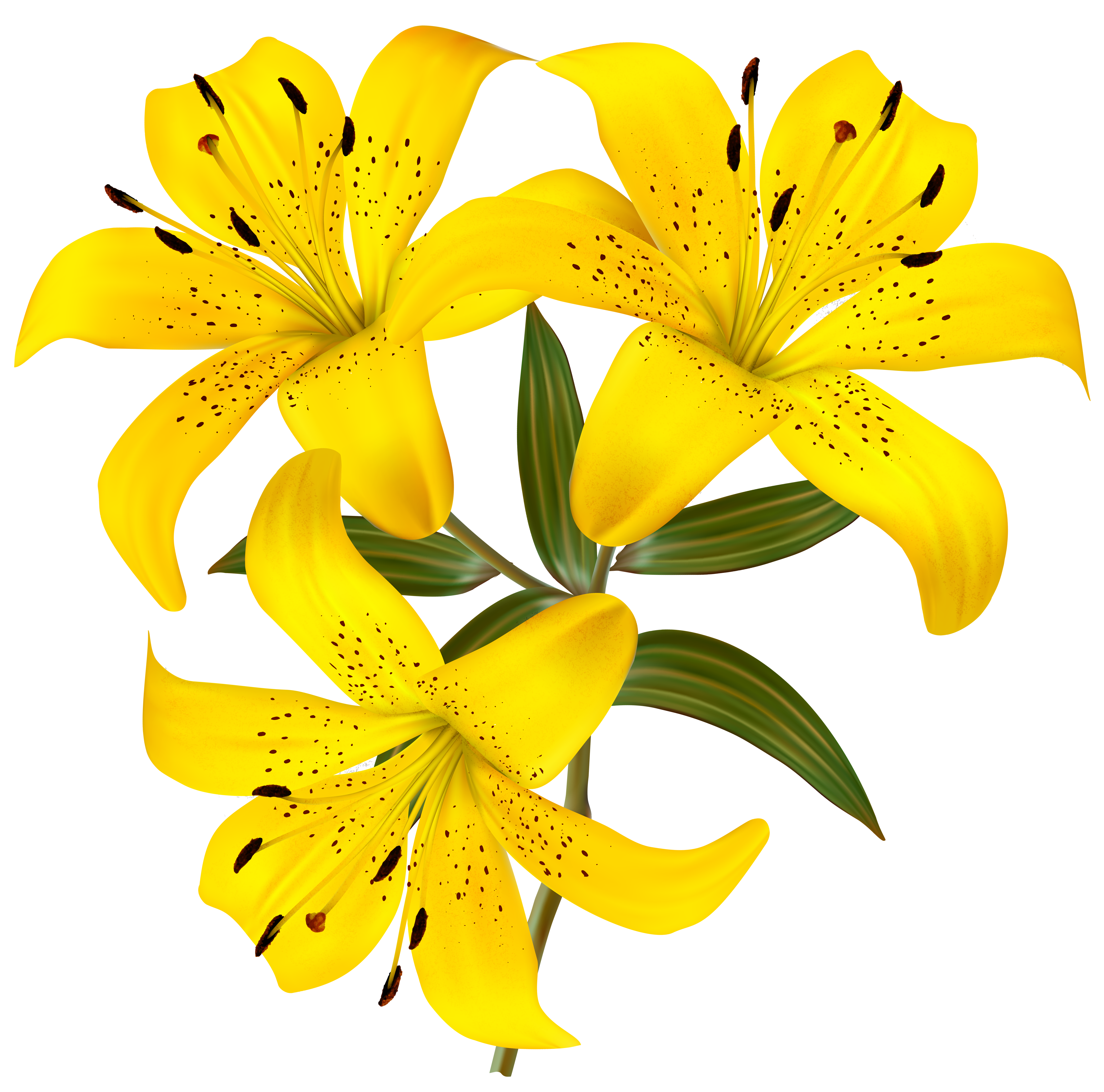 4394x4348 Yellow Lilies Png Clipart Pictureu200b Gallery Yopriceville