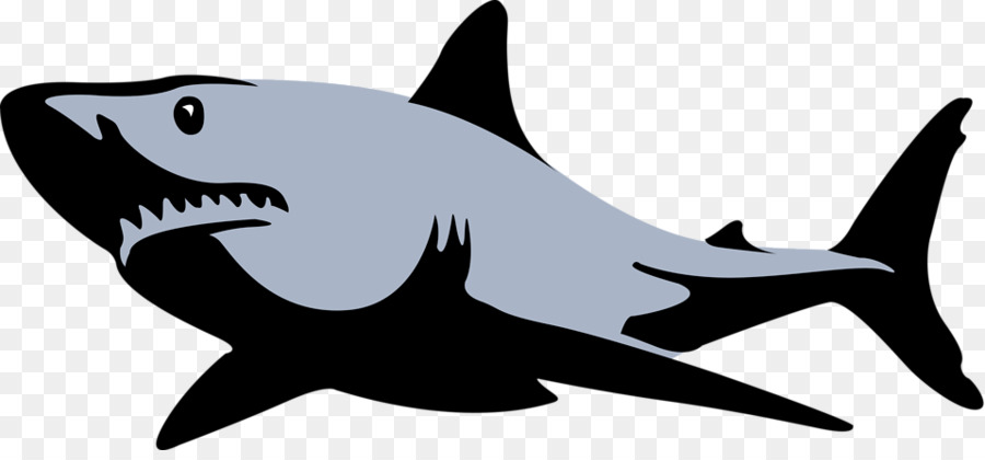 900x420 Great White Shark Bull Shark Tiger Shark Clip Art