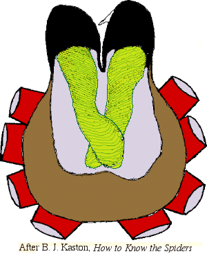 300x367 Fangs Clipart Venom