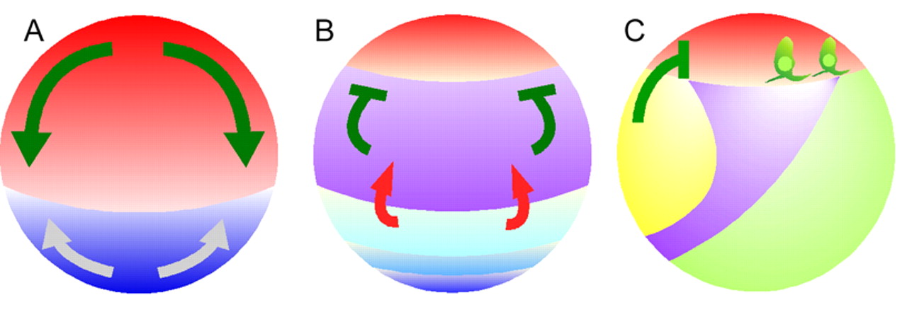 1280x441 Animal Tissue Clipart