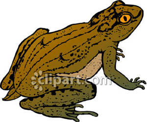 300x250 Brown Toad Clipart Panda